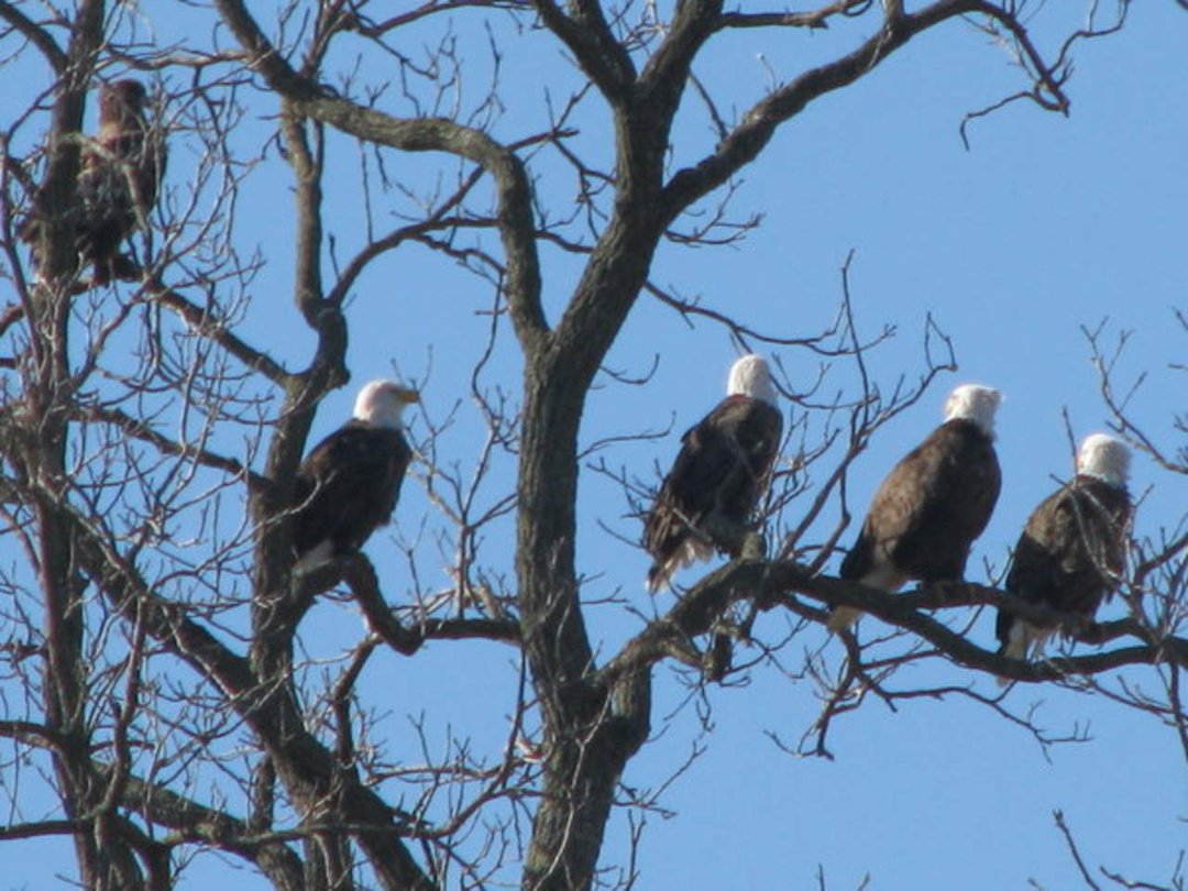 Joan Rainwater's album, The Bald Eagles of NW Arkansas