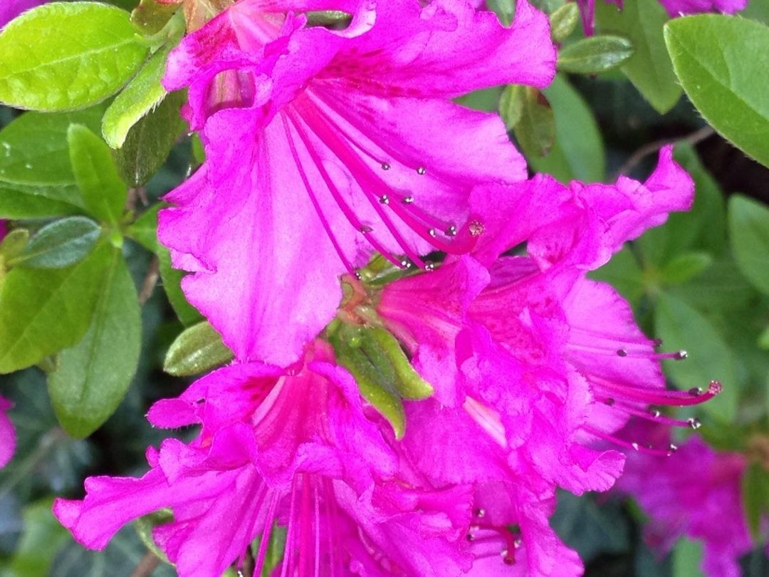 Lisa Clesner's album, iOS Photos