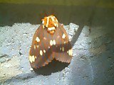 Aaron Mullin's album, Bugs!