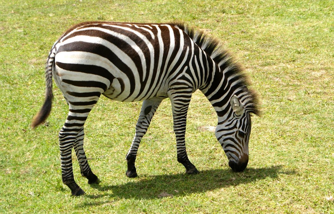 Jon Cluff's album, Busch Gardens Safari
