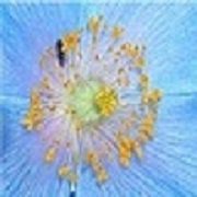Carol Schlitte's album, Profile Pictures