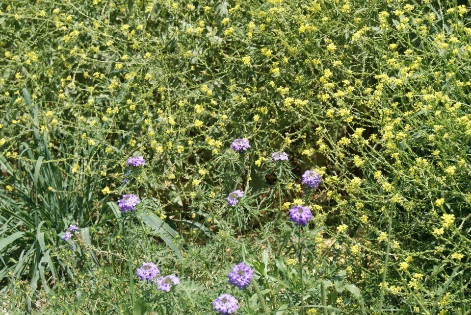 Pat Gordy's album, More Wildflowers