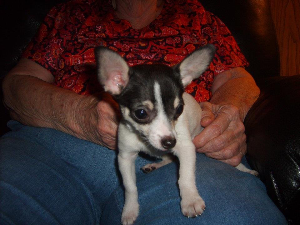 Ruby Pickens' album, Dog Pictures