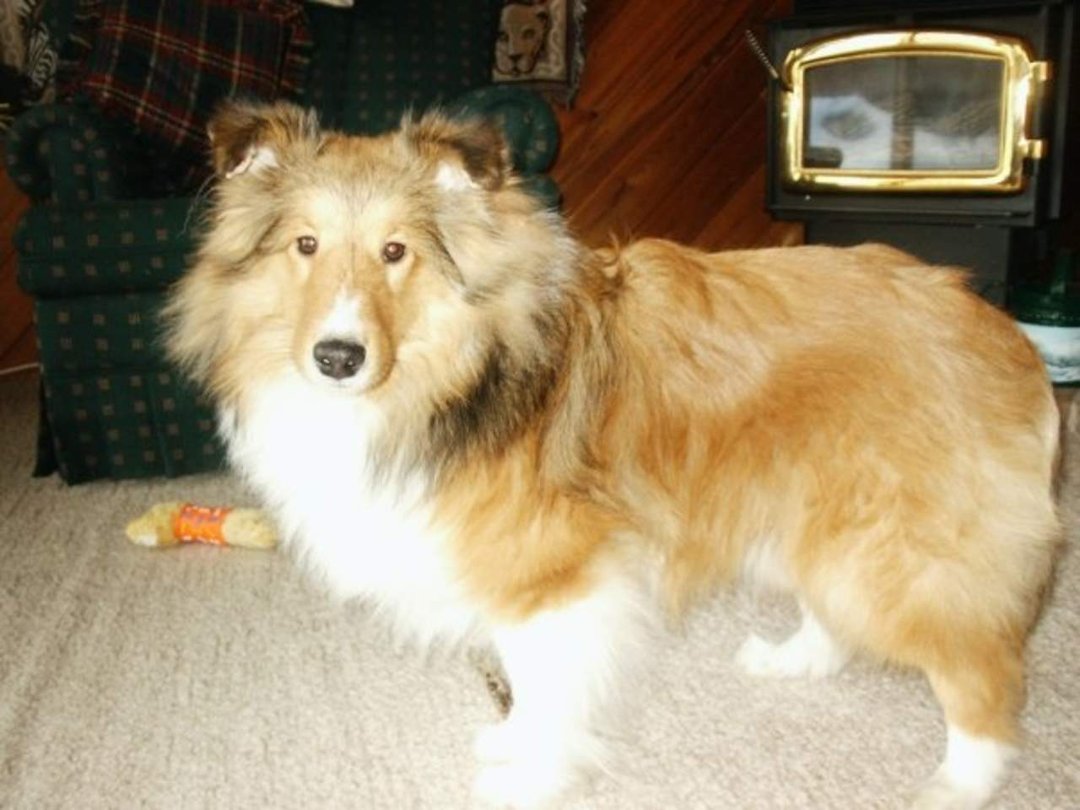 Cathy Sinclair's album, Introducing...... Brody!