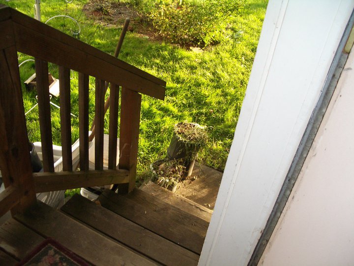 Joyce Baxter's album, Summer 2011
