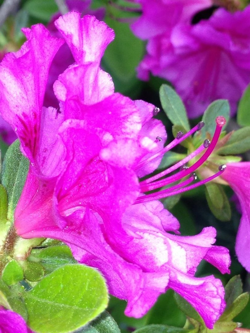 Lisa Clesner's album, iOS Photos