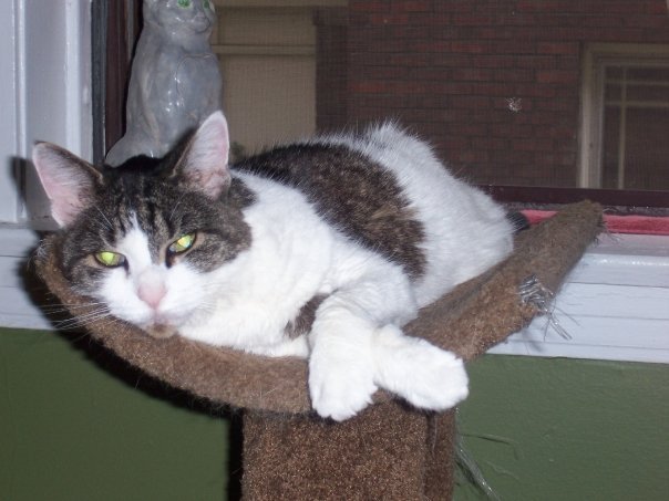 Gary Drury's album, Pets