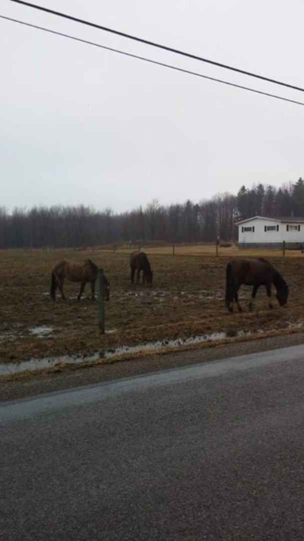 Dawn Sesler's album, Cover Photos