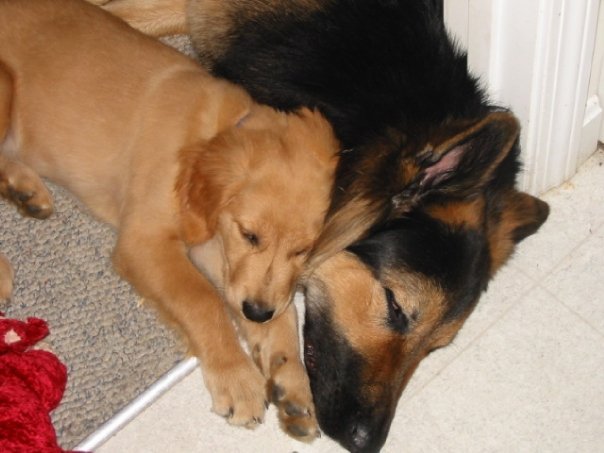 Robyn Lane's album, My dogs