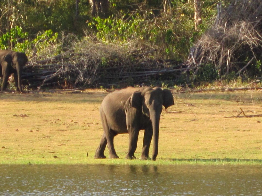 Lars Olson's album, Kabini