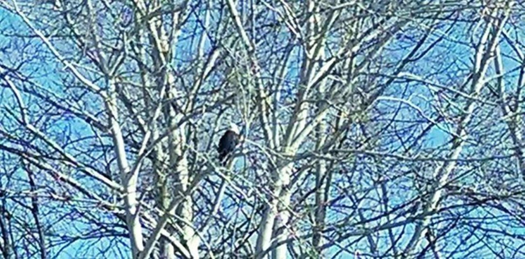 Otis Patterson's album, Mobile Uploads