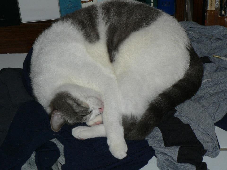 Peter Hibbard's album, Our Cats