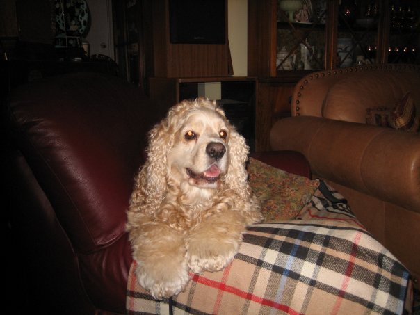 Carole Sciallo's album, Profile Pictures