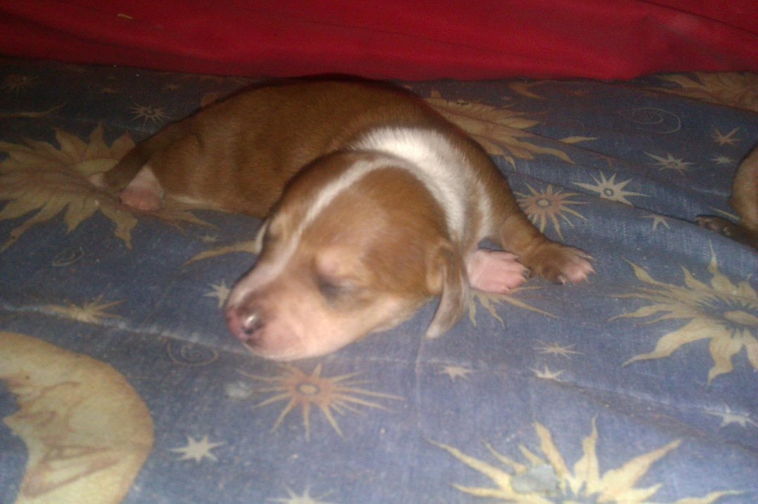 Trisha Self's album, Mini Dachshund puppies