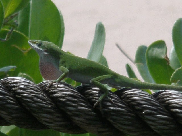 Philip Brown's album, Maui 2010