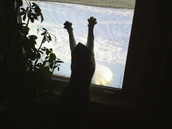 Neil Abbott's album, my pets