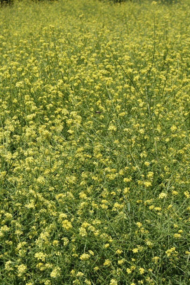 Pat Gordy's album, More Wildflowers
