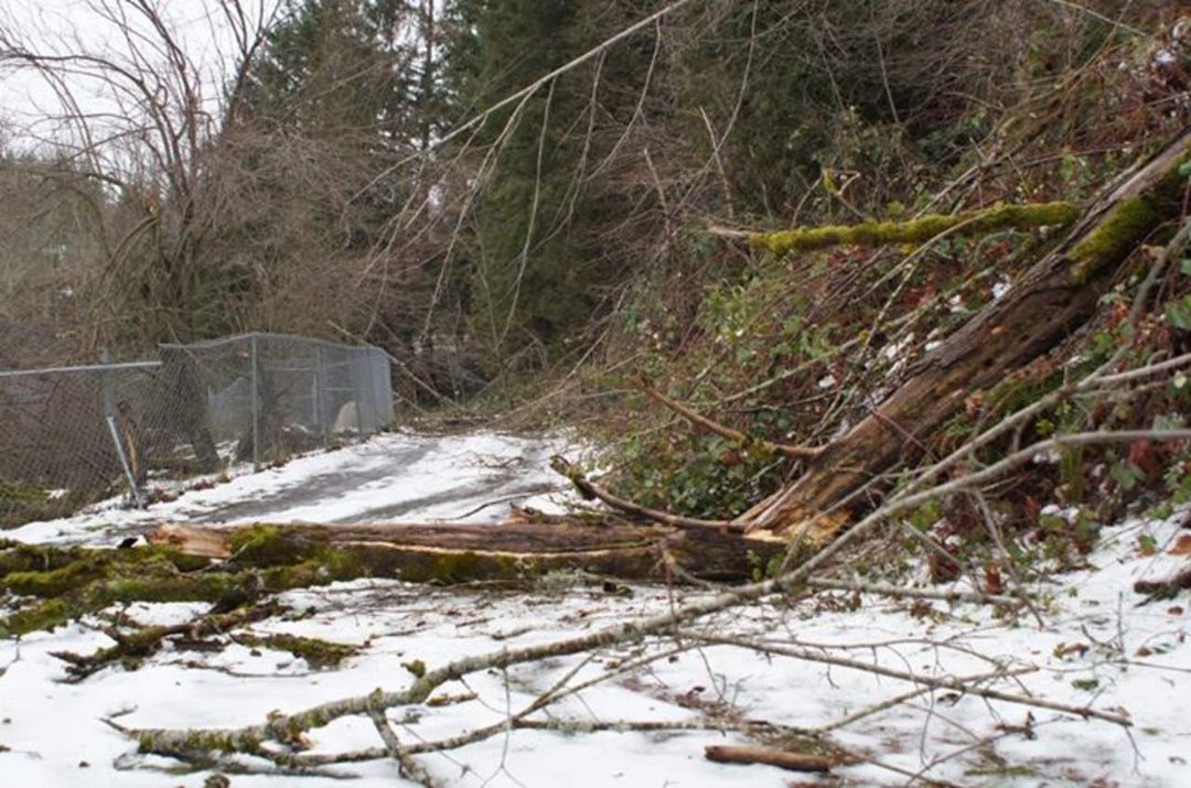 Danny Klinebriel's album, Storm damage.