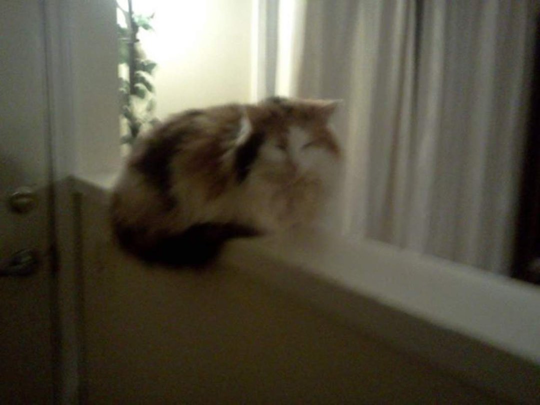 Annette Titus' album, LG Phone Photos