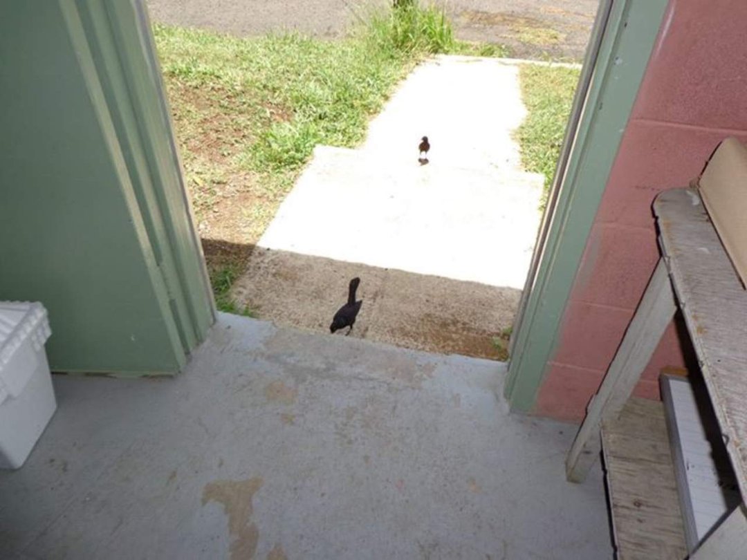 Chris Webber's album, Puerto Rico 2012