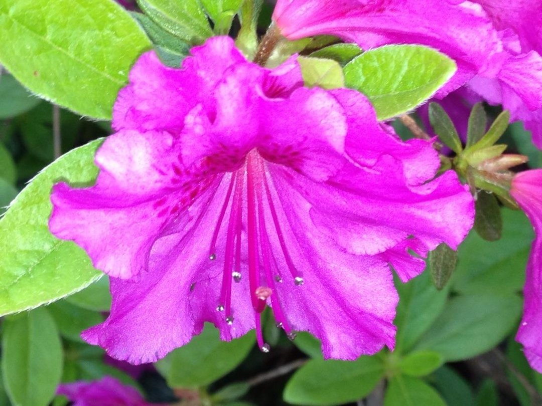 Lisa Clesner's album, iOS Photos