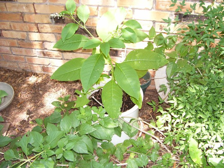 Gordon Brewer's album, Gordon's Figs & Coffee Trees
