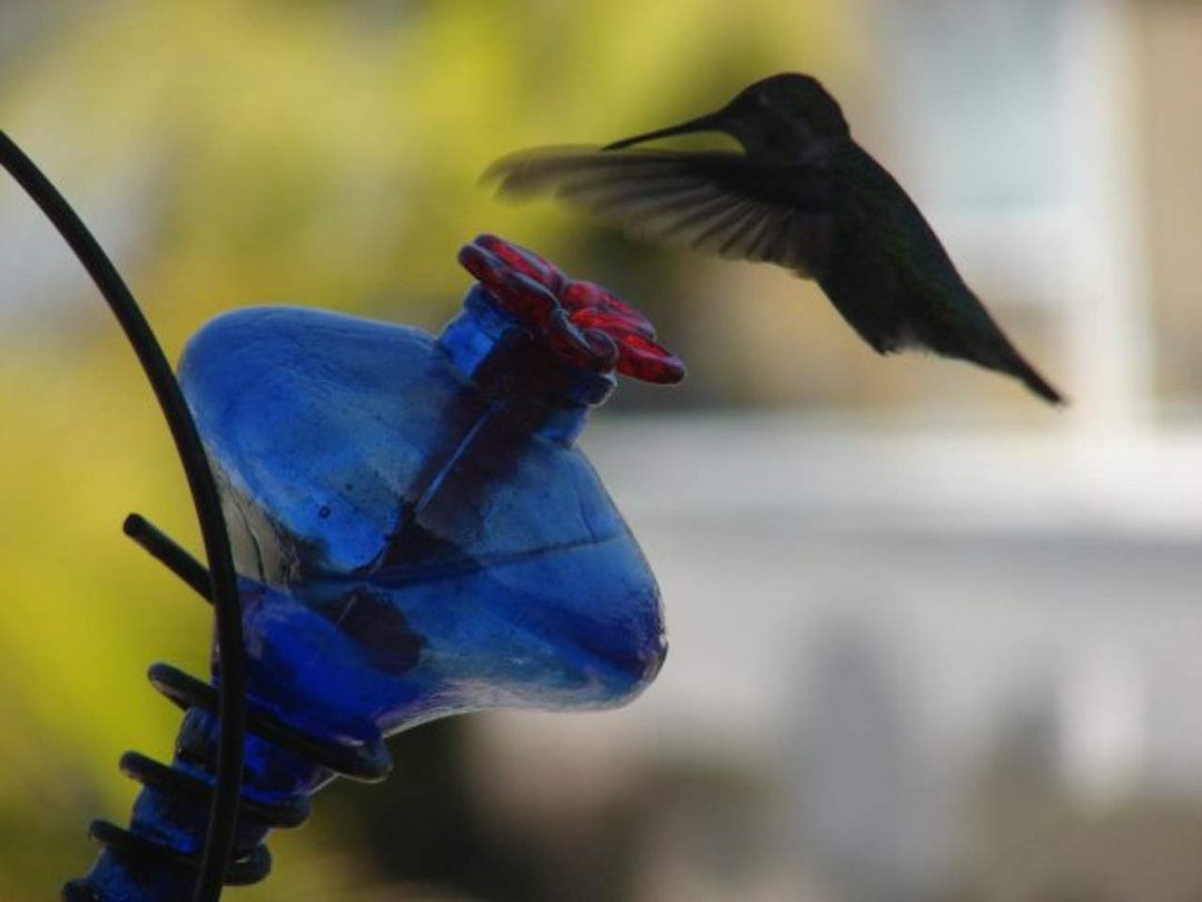 Mark Williams' album, 2010 Hummingbird Calendar