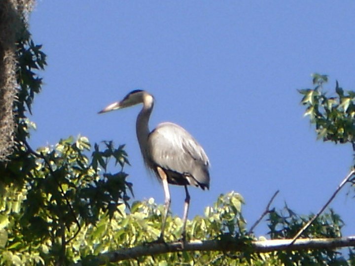 Mary Pick's album, Homasassa Springs State Park