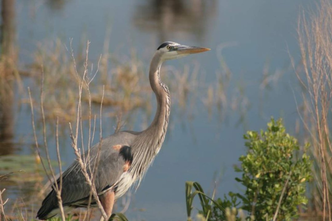 Patsy Crews' album, Viera Wetlands