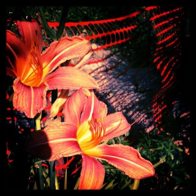 Bryan Smith's album, Pinhole Camera for iPhone Photos