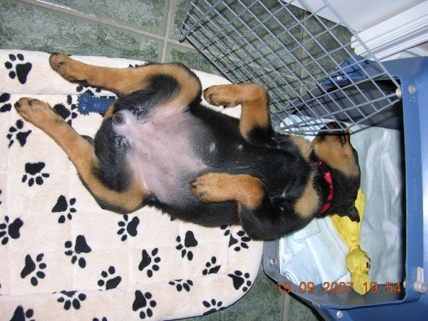 Nancy Calla's album, Bella , (new family addition)