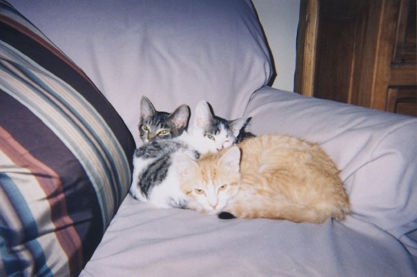 Gary Drury's album, Pets