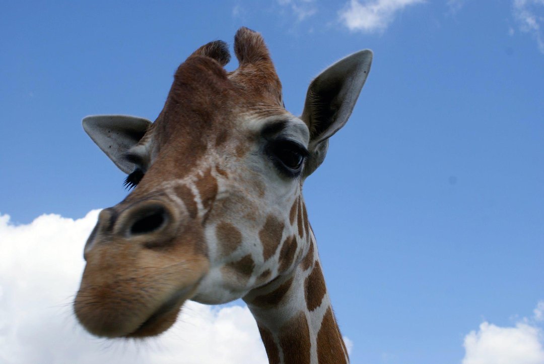 Jon Cluff's album, Busch Gardens Safari