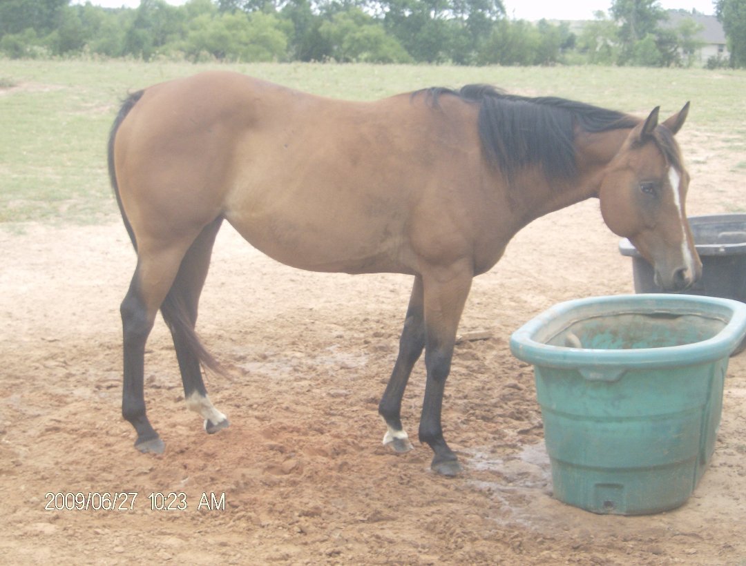 Harry Jacobs' album, some of our horses