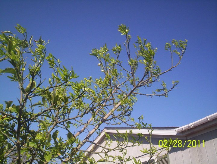 Sandy Shodeen's album, Garden Party for 2011 (Feb-Mar)