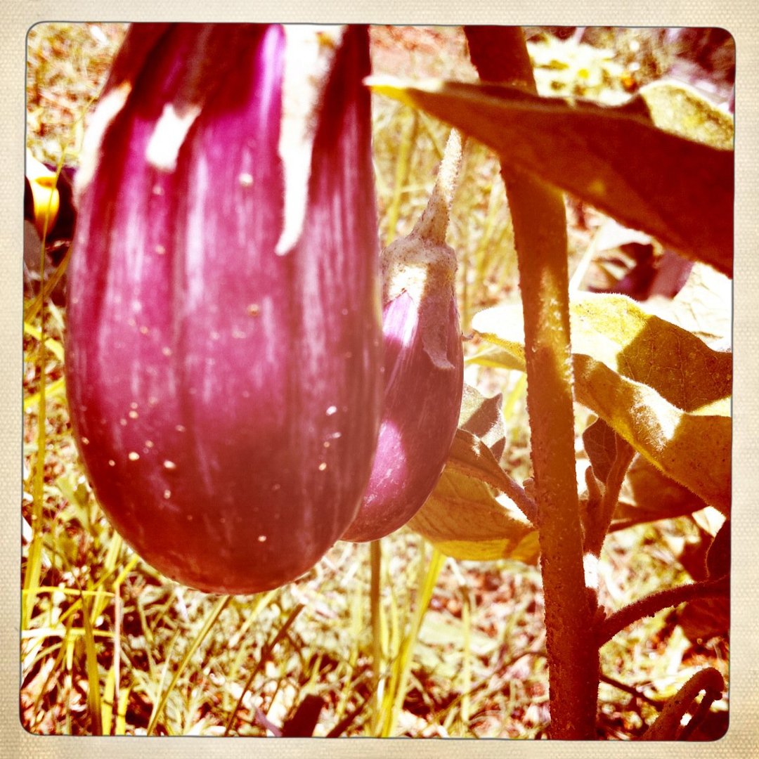 Michael Meyer's album, Mobile Uploads