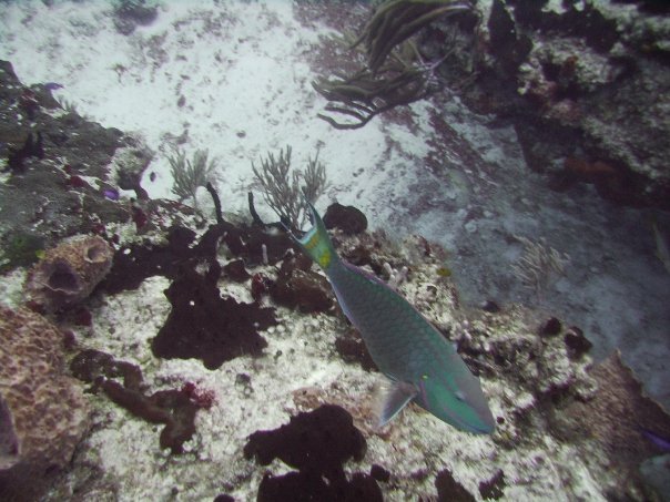 Tim Barker's album, Cozumel 4