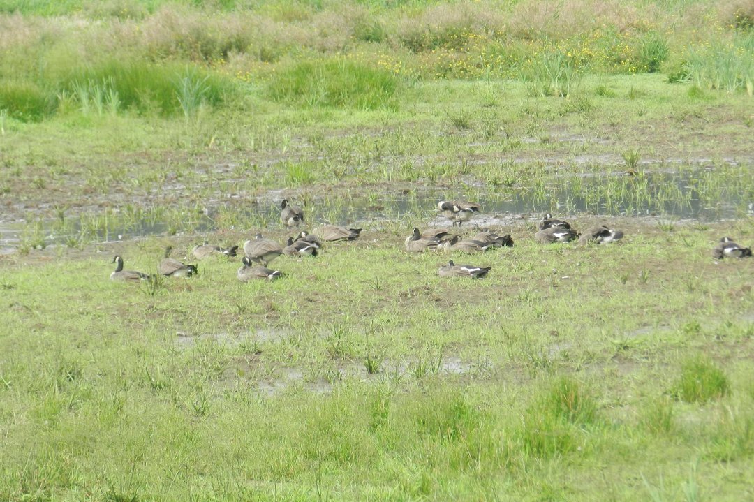 Vance McDill's album, Nisqually Wildlife Refuge