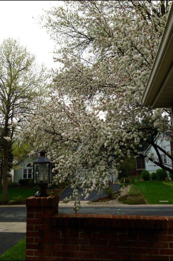 Lisa Clesner's album, iOS Photos