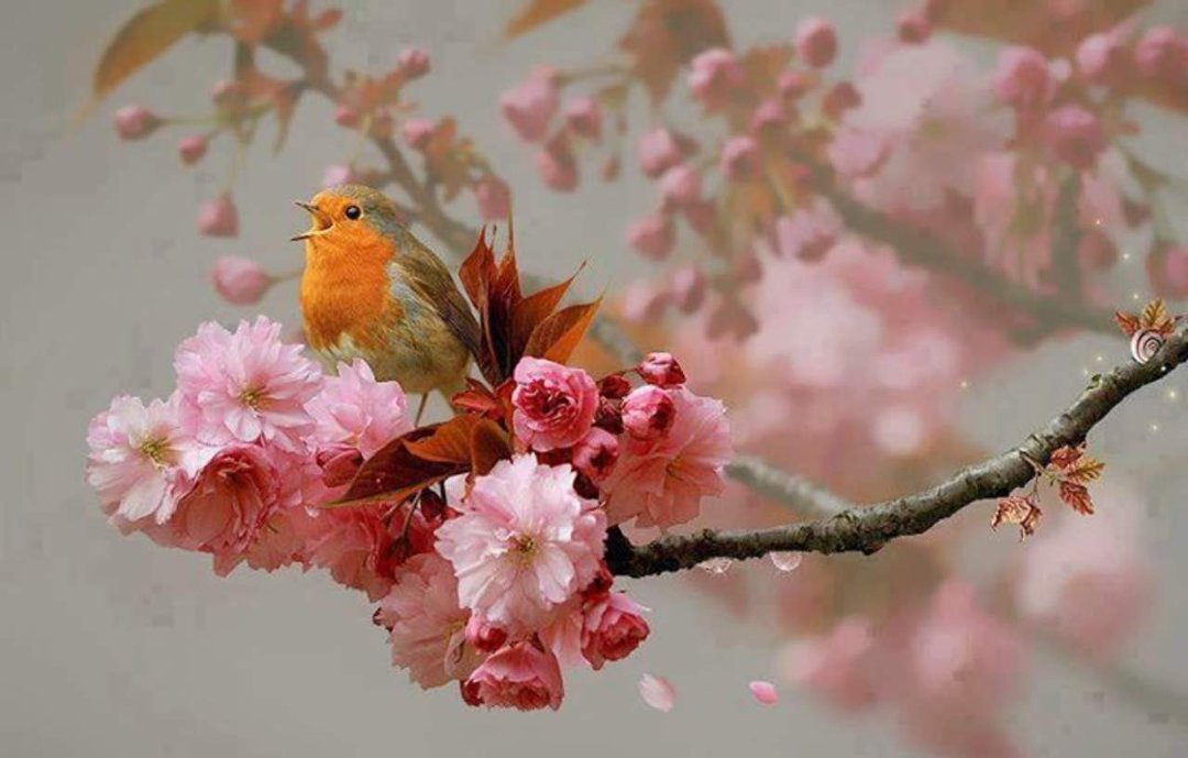 Sharon Roth's album, Cover Photos