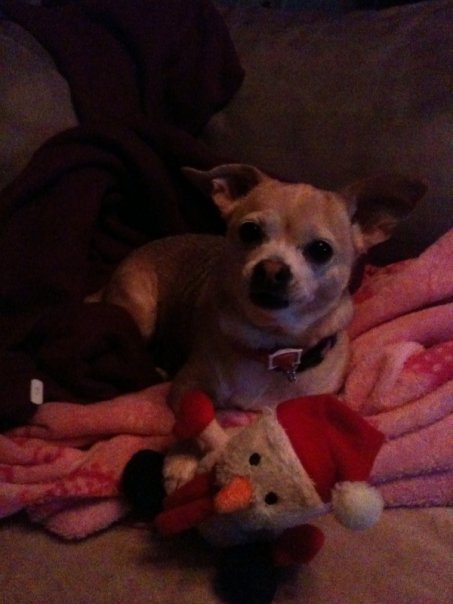 Mike Benson's album, Pebbles (Beware of dog)