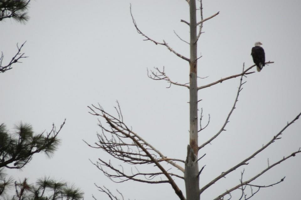 Donna Fladager's album, Lots of Wildlife