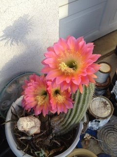 Debra Brown's album, Mobile Uploads