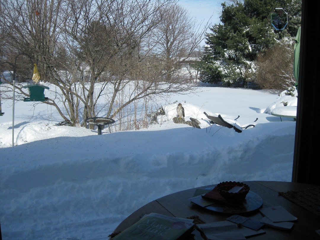 Charlotte Thorn's album, Cover Photos