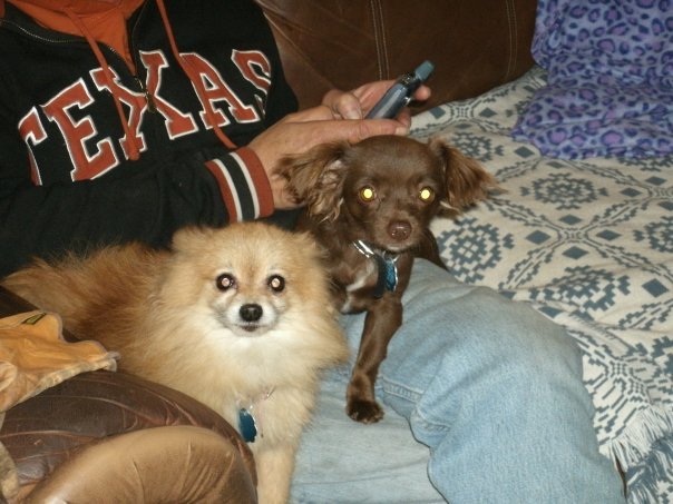 Lori Walden's album, my grandaughter dog.....