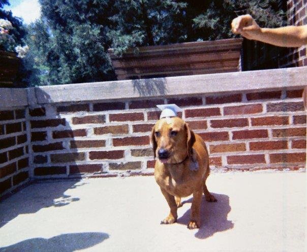 Jim Holmes' album, My Dogs