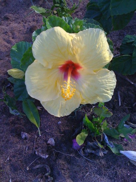 Deborah Foushee's album, Mobile Uploads