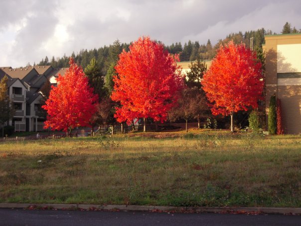 Ann Slack's album, Oregon Visit November '09
