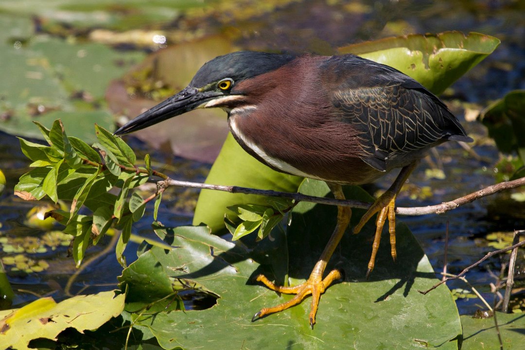 Kit Mulligan's album, Green Herons at Shark Valley, Everglades March, 2013