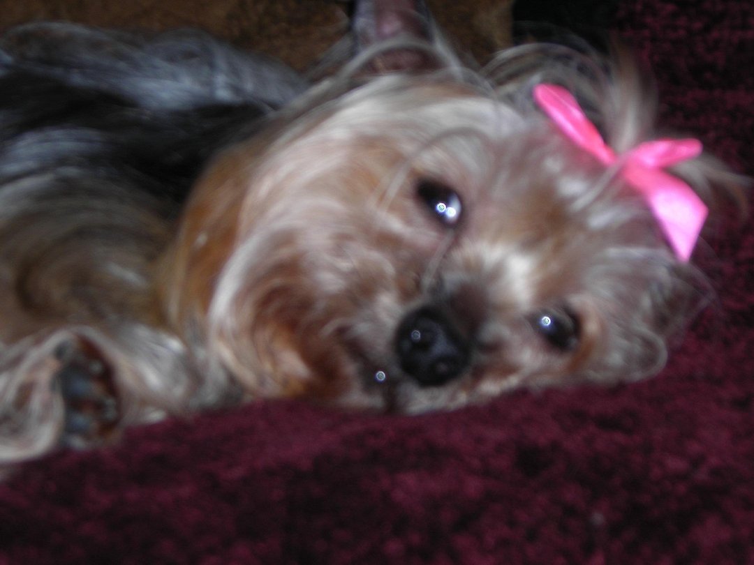 Connie Countryman's album, Sophie's 1st day home